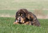 DOGUE DU TIBET 310